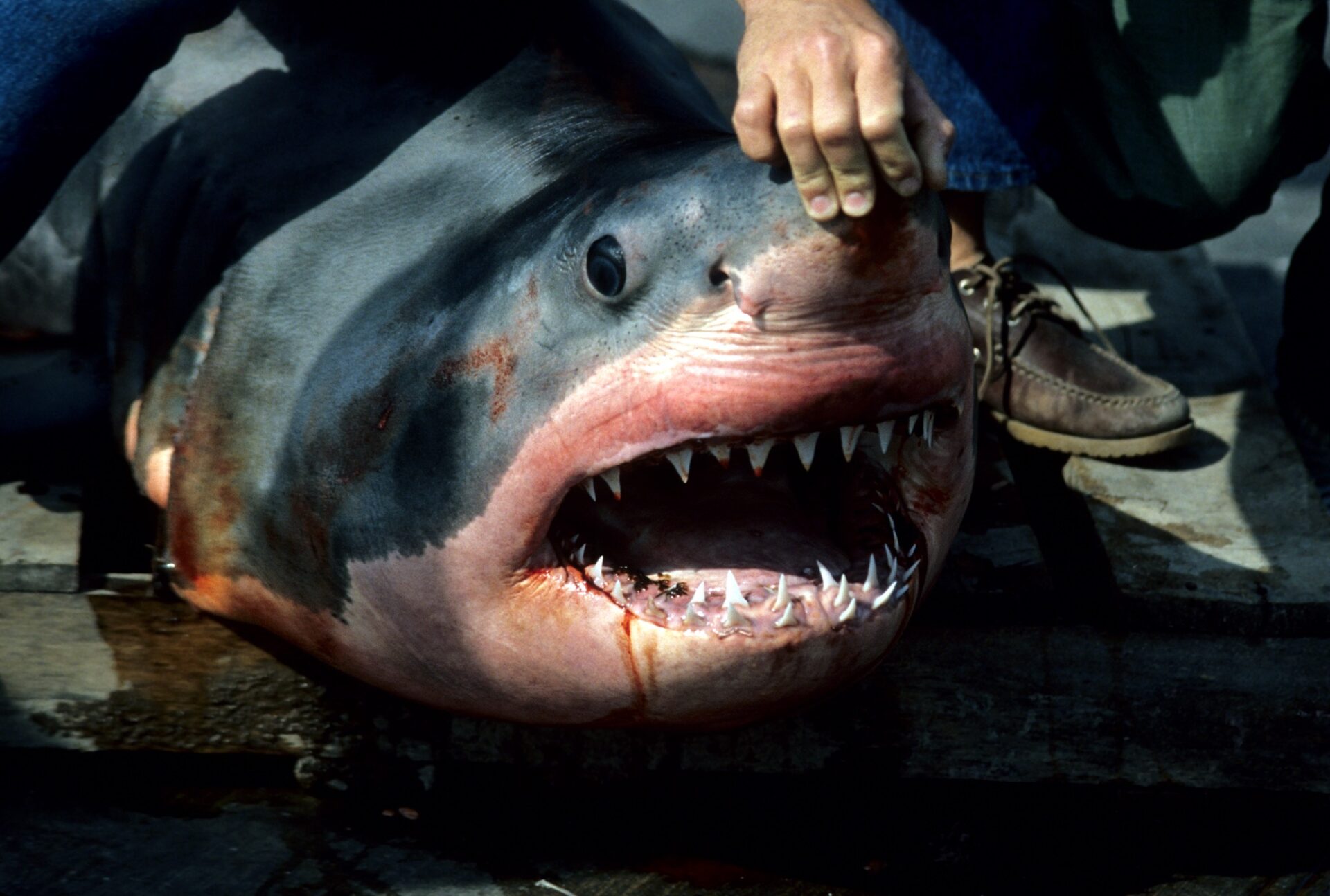 Carcharodon carcharias