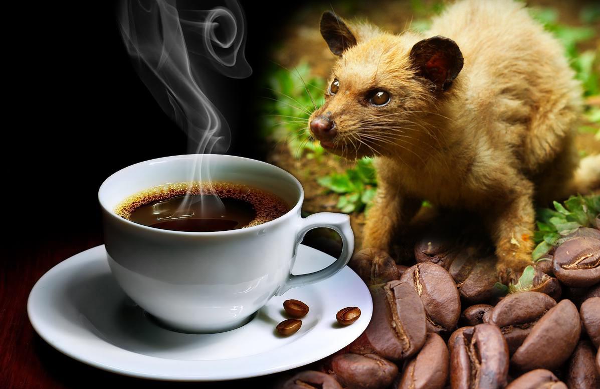 kopi luwak