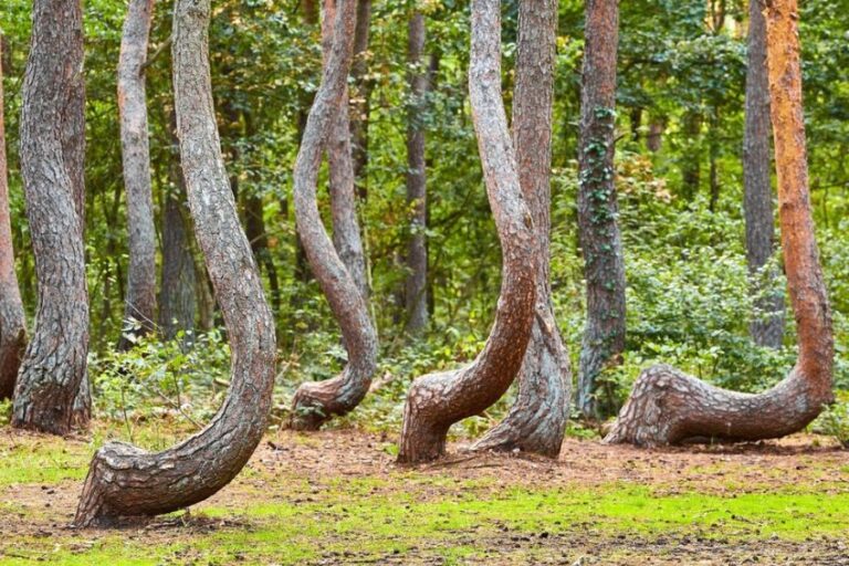 crooked forest